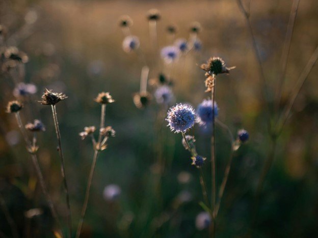 The Bee Sanctuary & Flower Fields | Lessons from the Pollinators