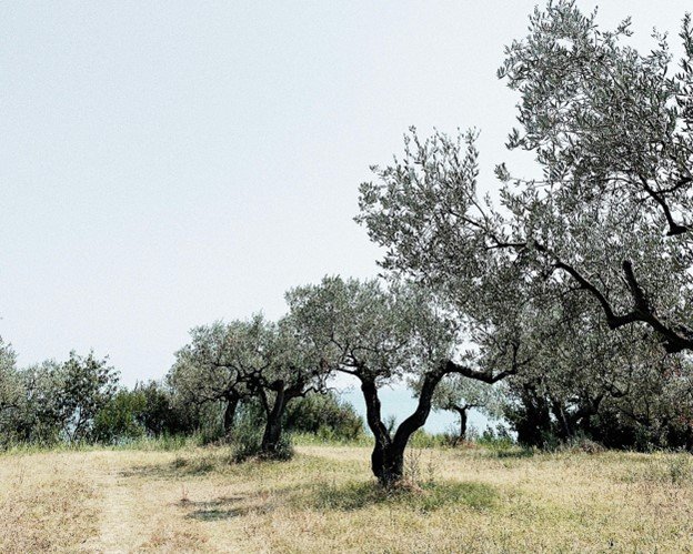 The Olive Grove Walk