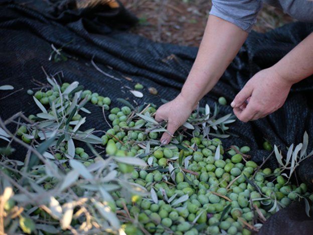 The Wild Family Farm | From Soil to Soul